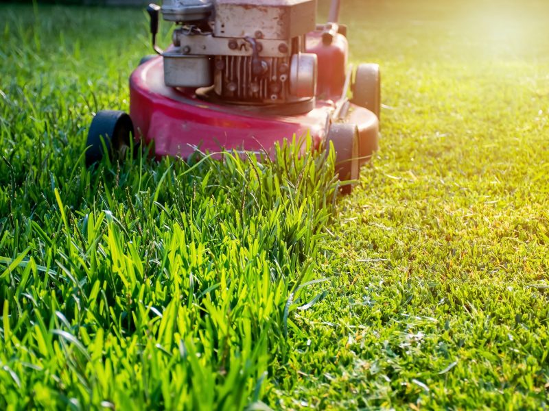 Mowing A Lawn With A Old Style Petrol Gasoline Lawn Mower Red La