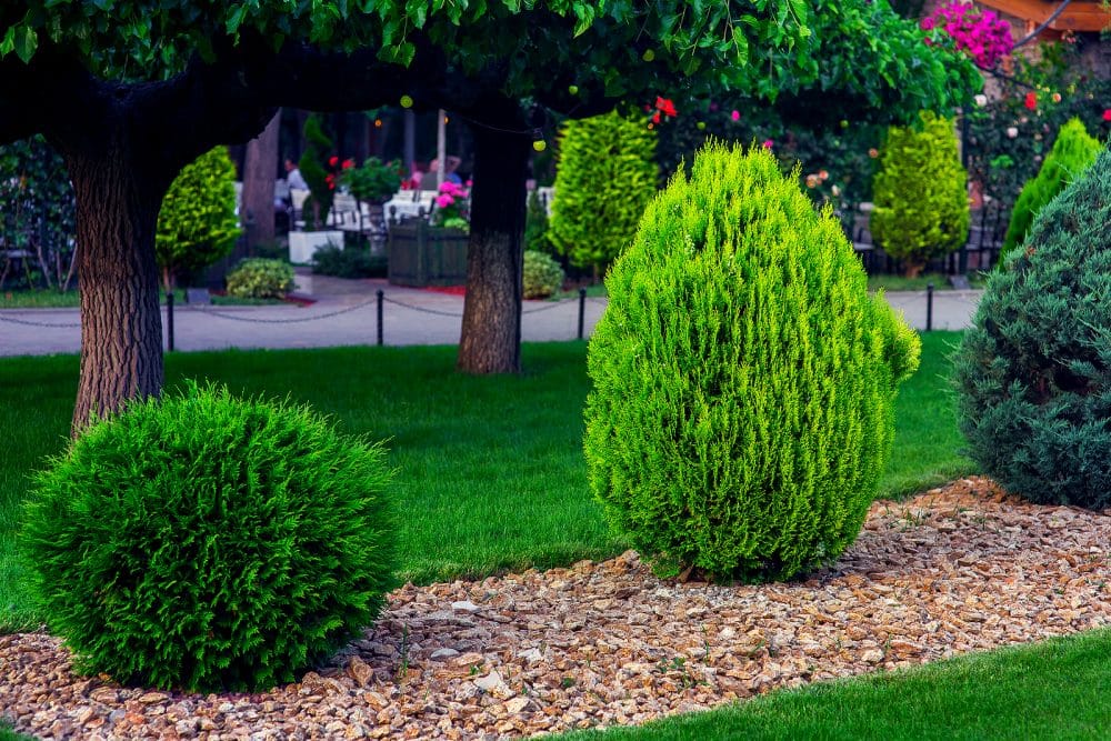 Landscaping of a backyard garden with evergreen conifers and thuja mulched by yellow stone in a spring park with decorative landscape design