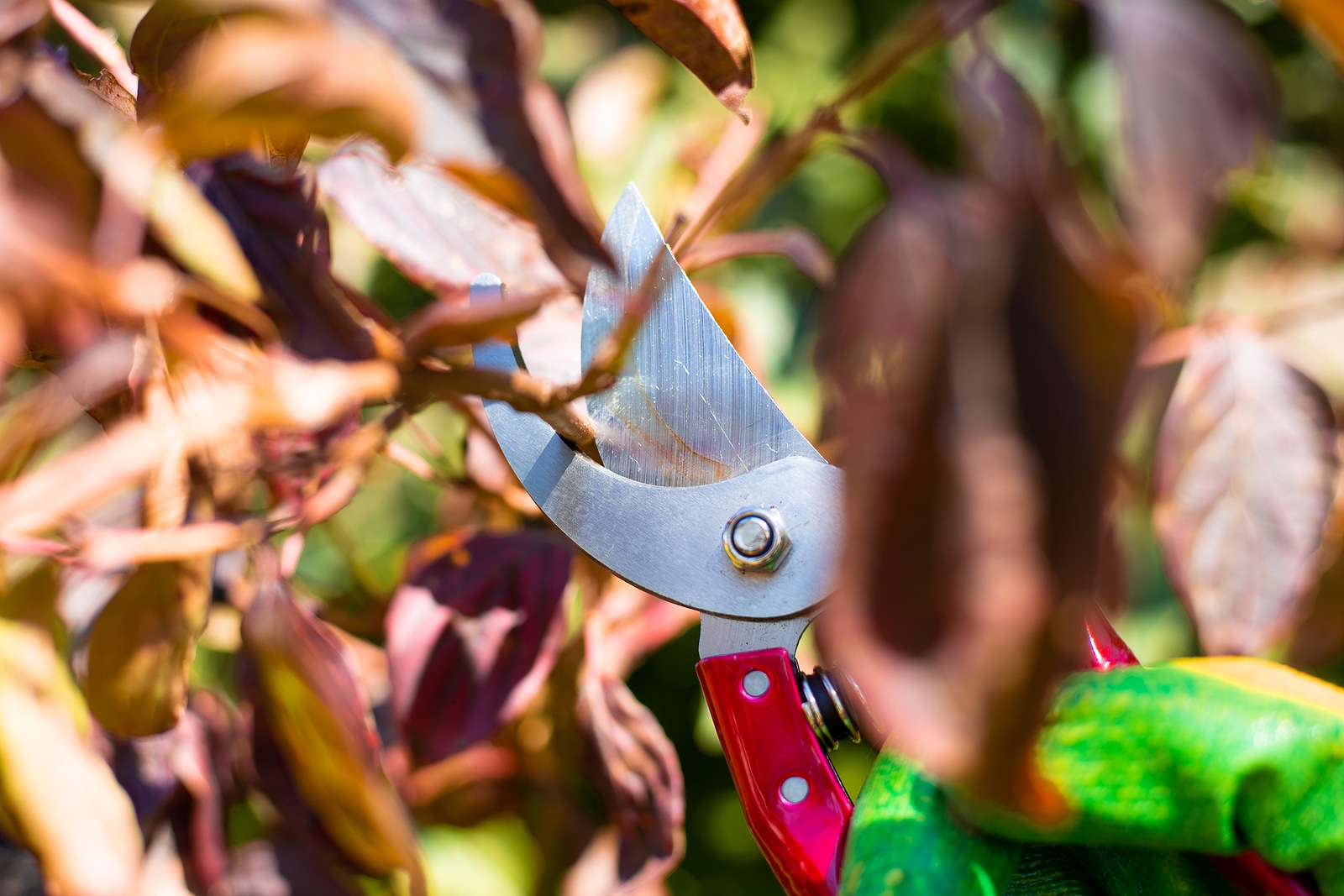 Pruning Trees And Bushes In Autumn With Metal Pruning Shears