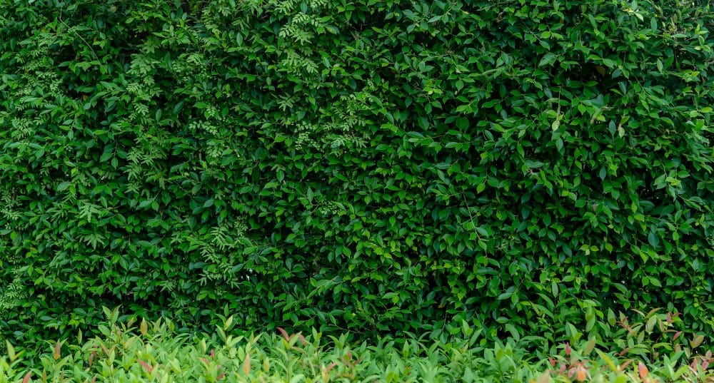Small green leaves in hedge wall texture background