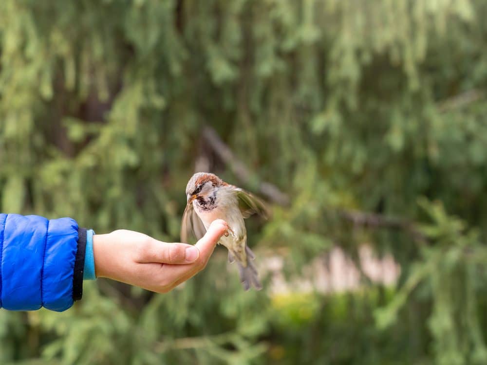 The Boy Feeds The Birds With Seeds From His Hand.
