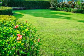 freshly cut green grass with a pink flowering bush