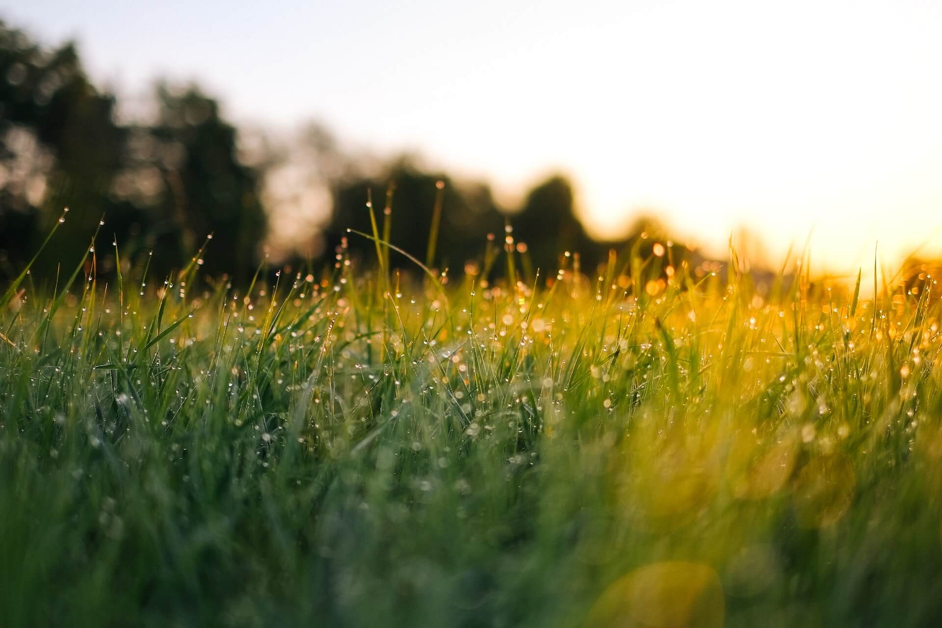dewy green grass reflecting the sunlight