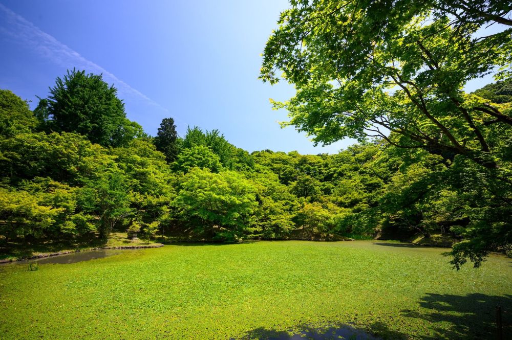 kouji-tsuru-hkilGmT85ss-unsplash (1) (1) a beautiful large lawn surrounded by trees with a blue sky