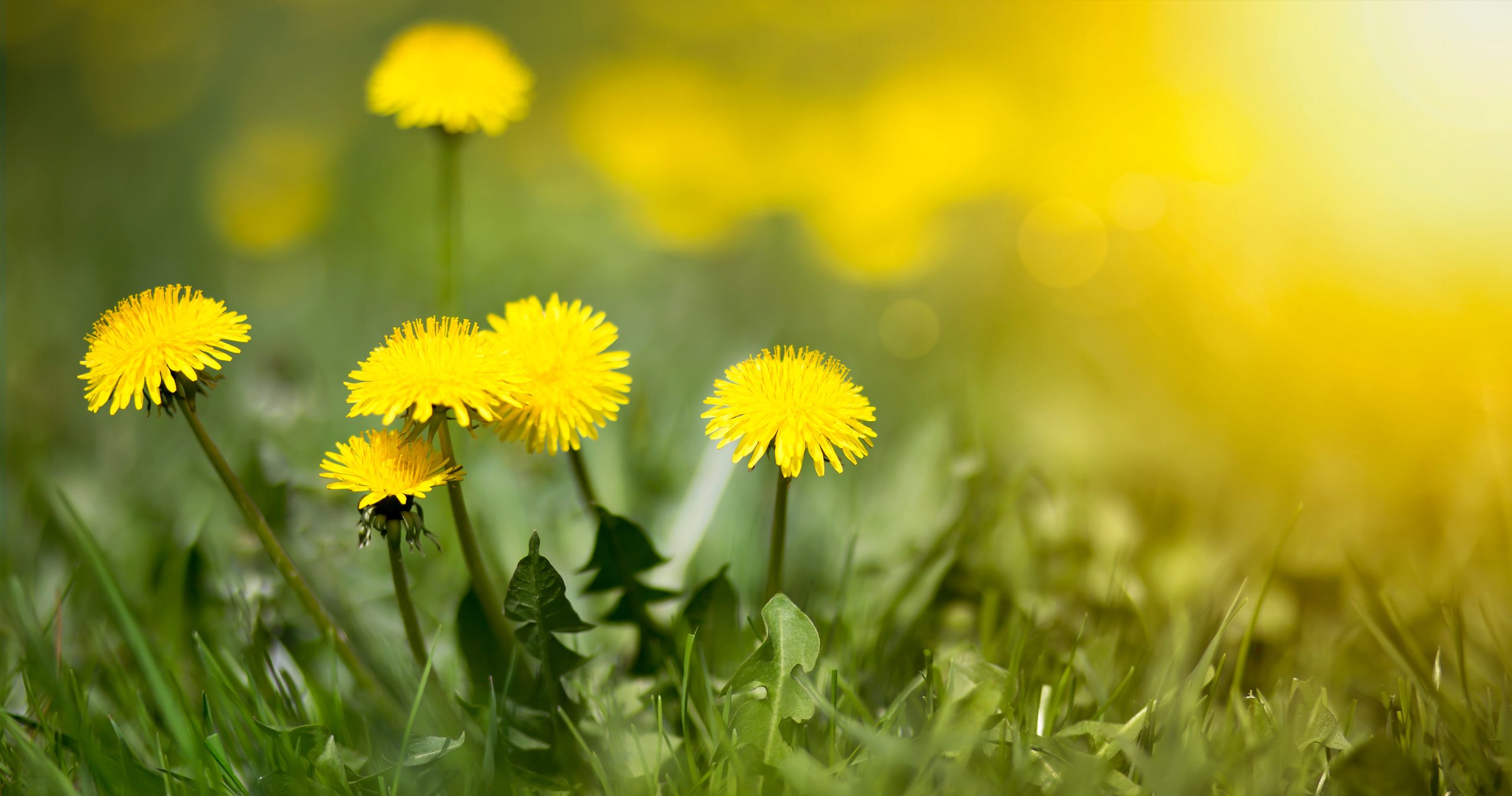 Edible fresh yellow blowball dandelion flowers, spring, summer