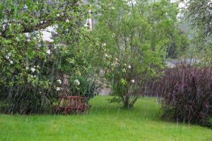 Wetter: Garten im Regen mit Bäumen und Leiterwagen