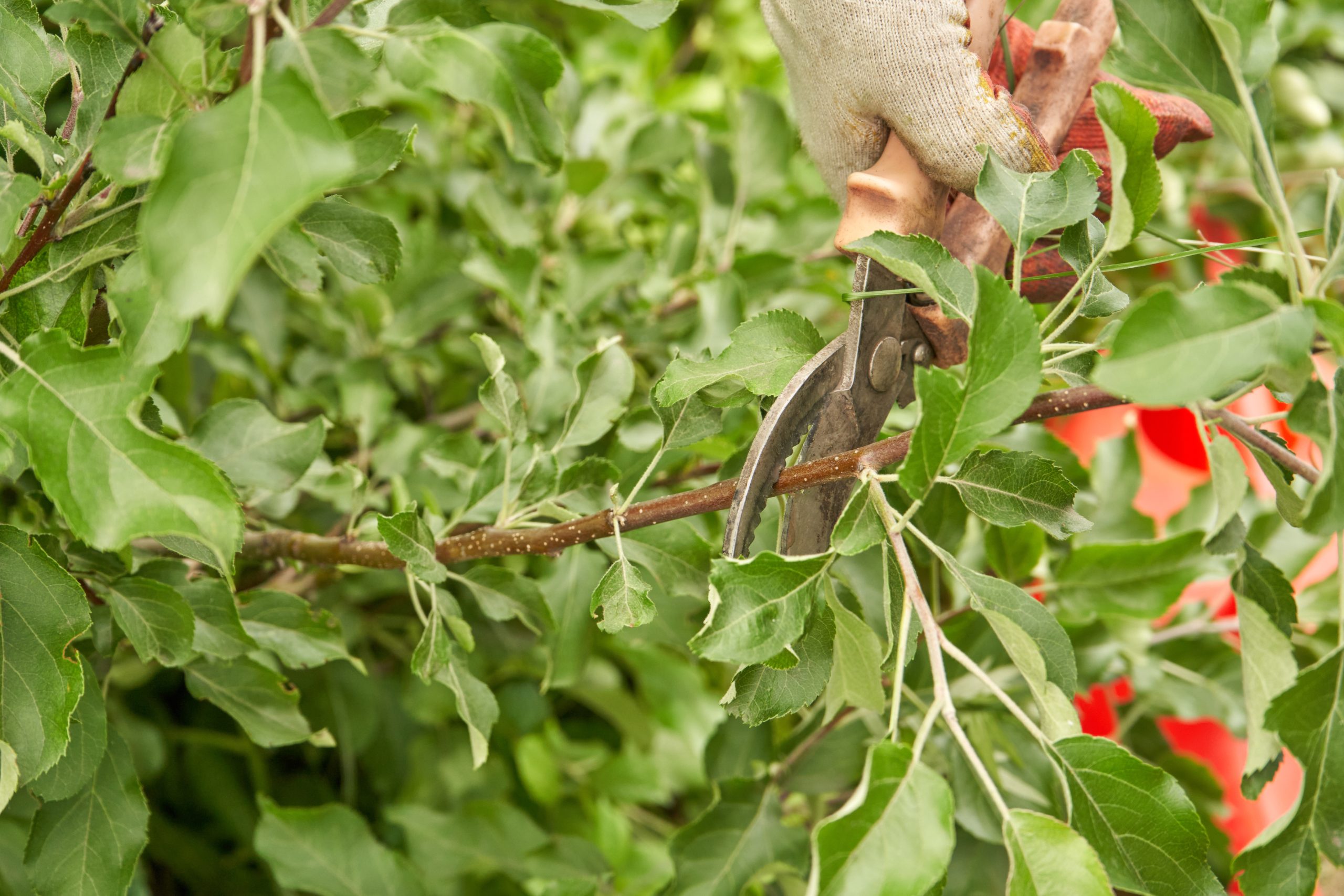 Gardener pruning green branches with shears in lush garden landscape.