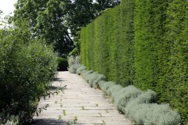 Tall English yew hedge by a stone footpath is a summer garden . Tall English yew hedge by a stone footpath is a summer garden .