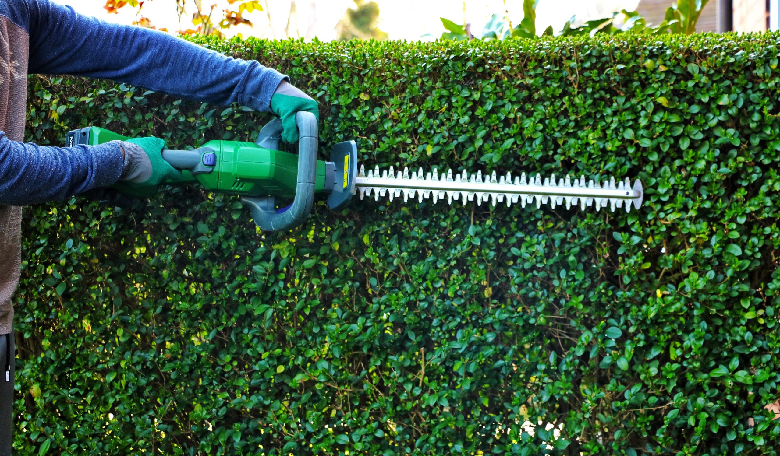 A gardener wearing safety gloves and cutting garden shrubs with a cordless hedge trimmer.