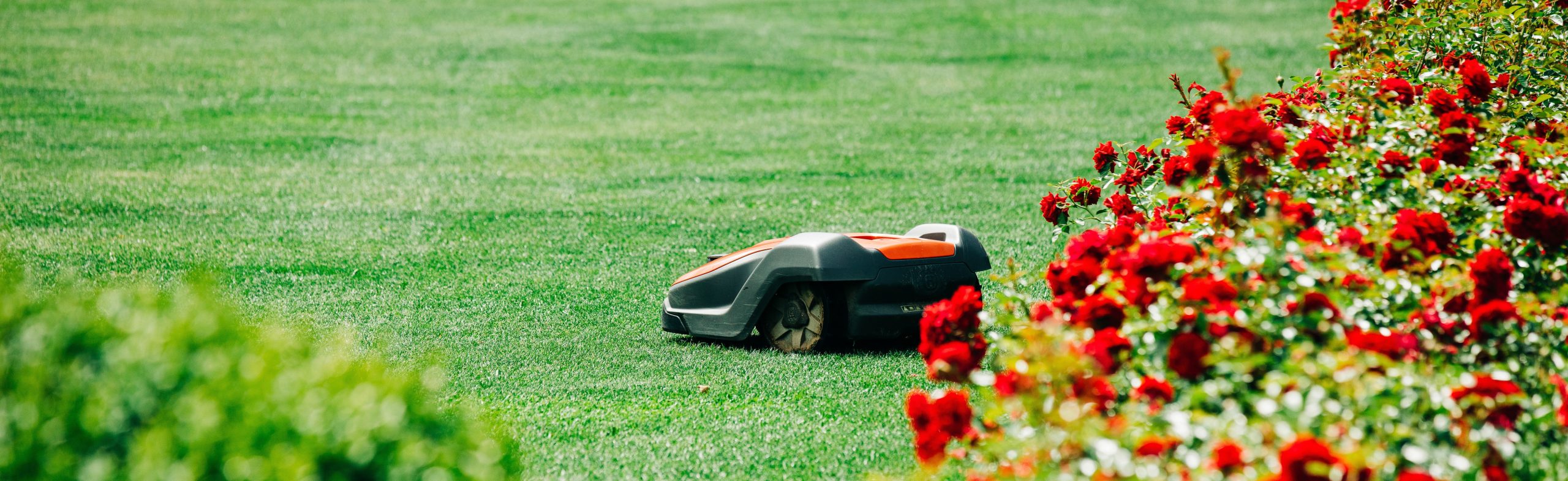 lawn mower robot near roses bushes