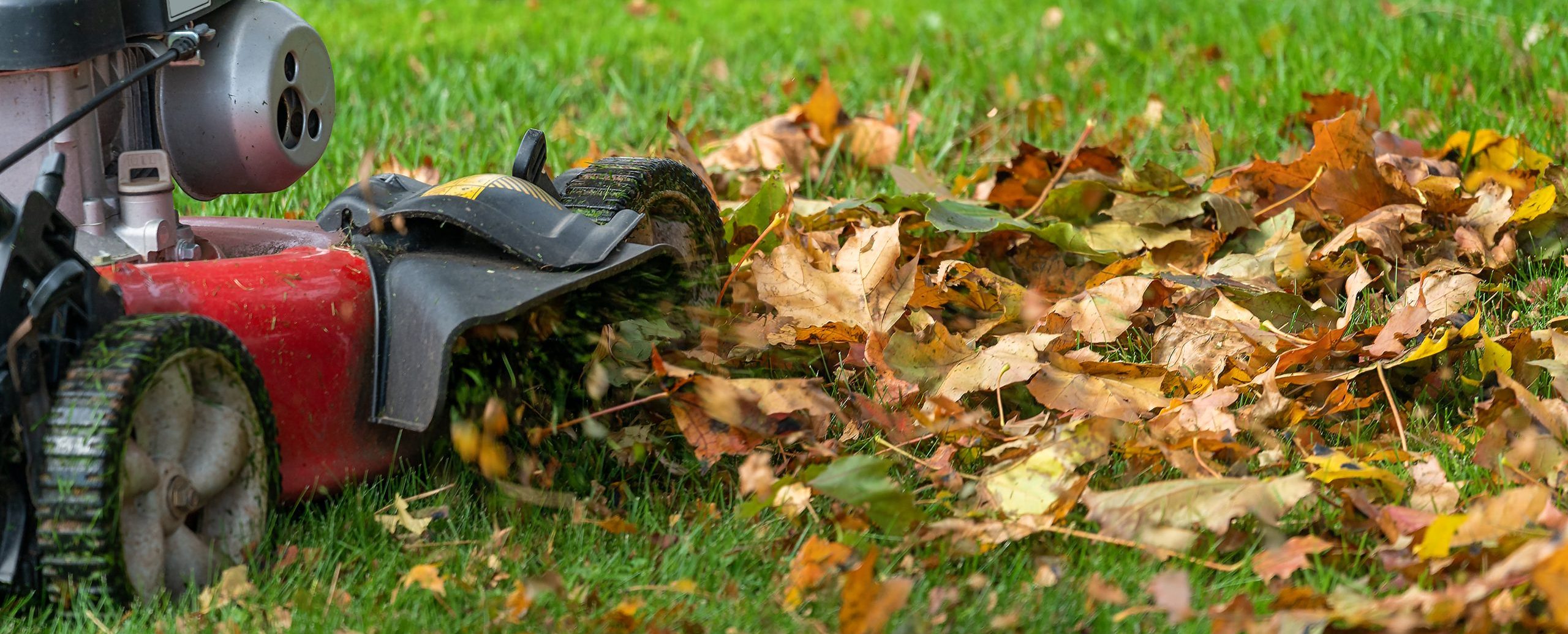 Lawn mover mulching up fall leaves.