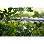 STIHL HSA 40 20" Cordless Hedge Trimmer (Kit) - Image 6