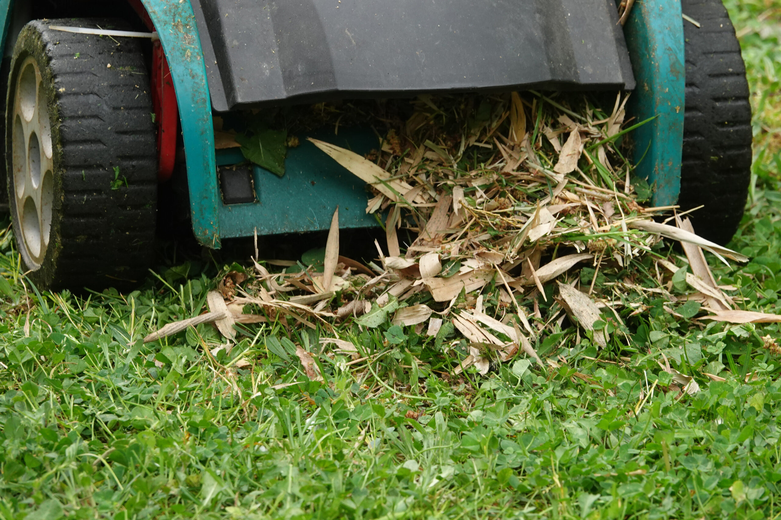 A lawn mower is actively mulching freshly cut grass clippings, scattering them onto a well-maintained suburban lawn