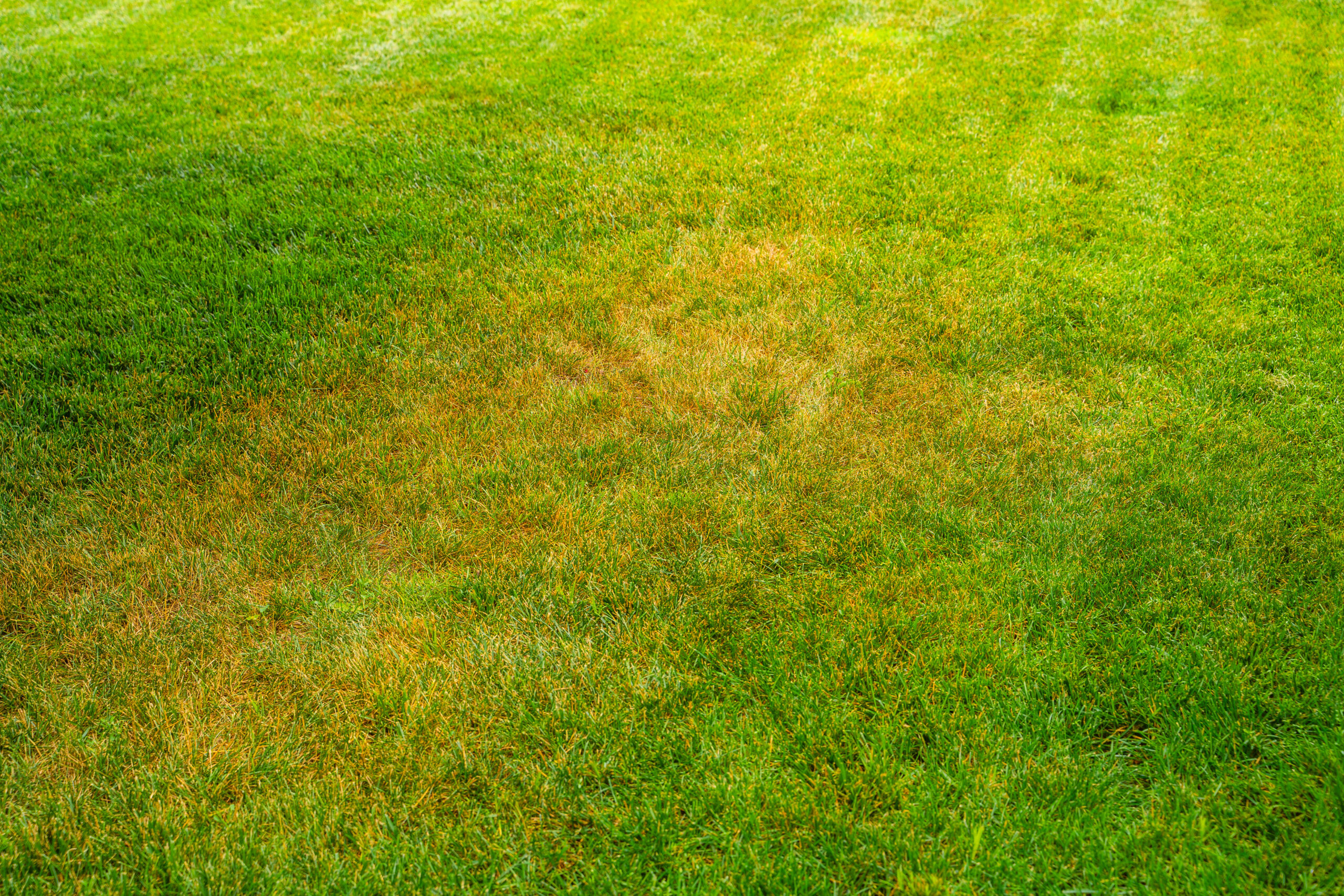 Yellowed lawn from insufficient watering on hot days. yellowed grass.