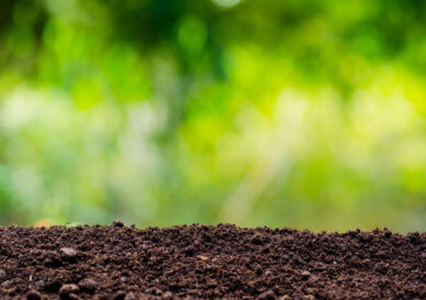 soil texture with green background for template design