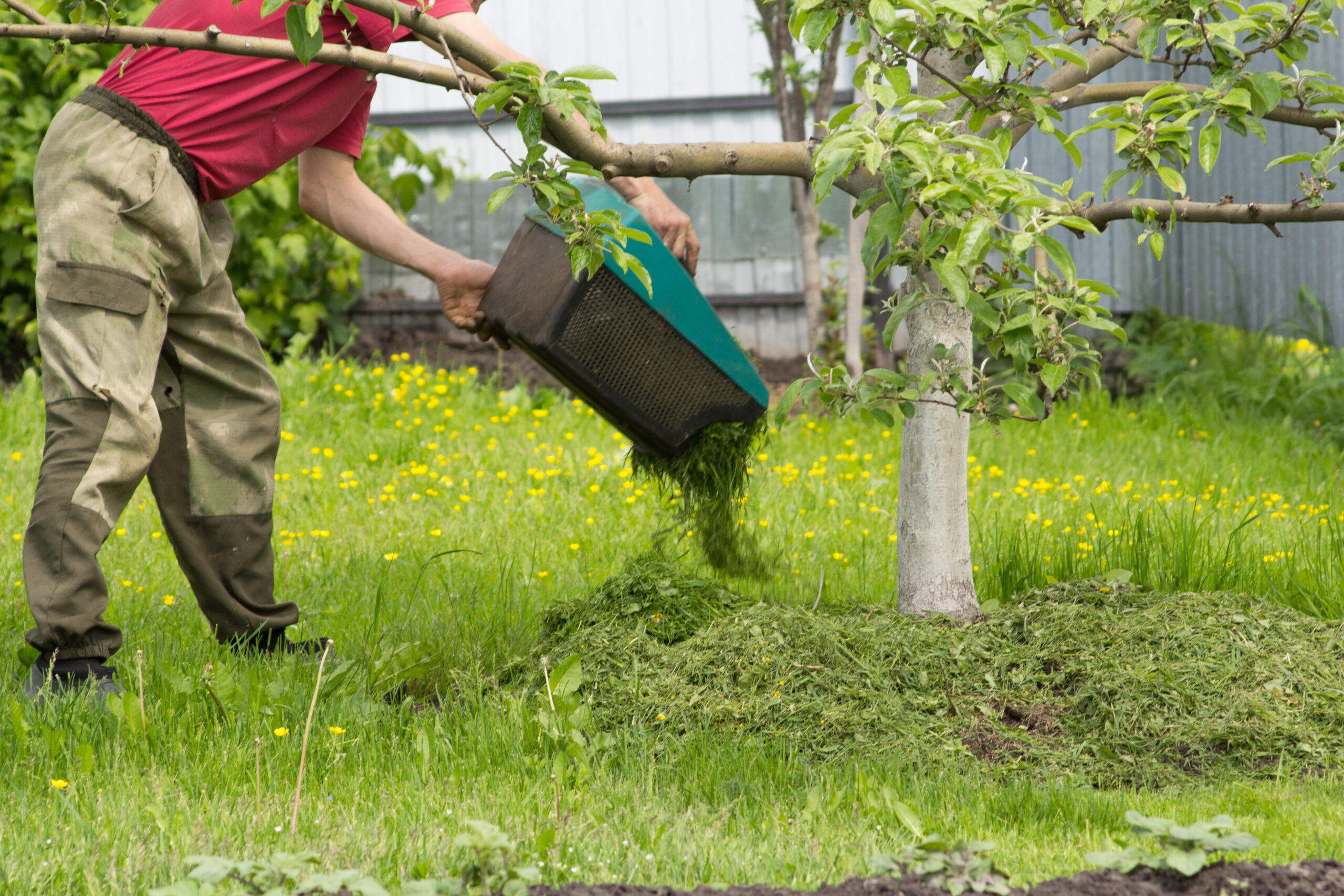 A man sucks from a grass-mowing lawnmower grass under an apple tree for mulching. selective focus