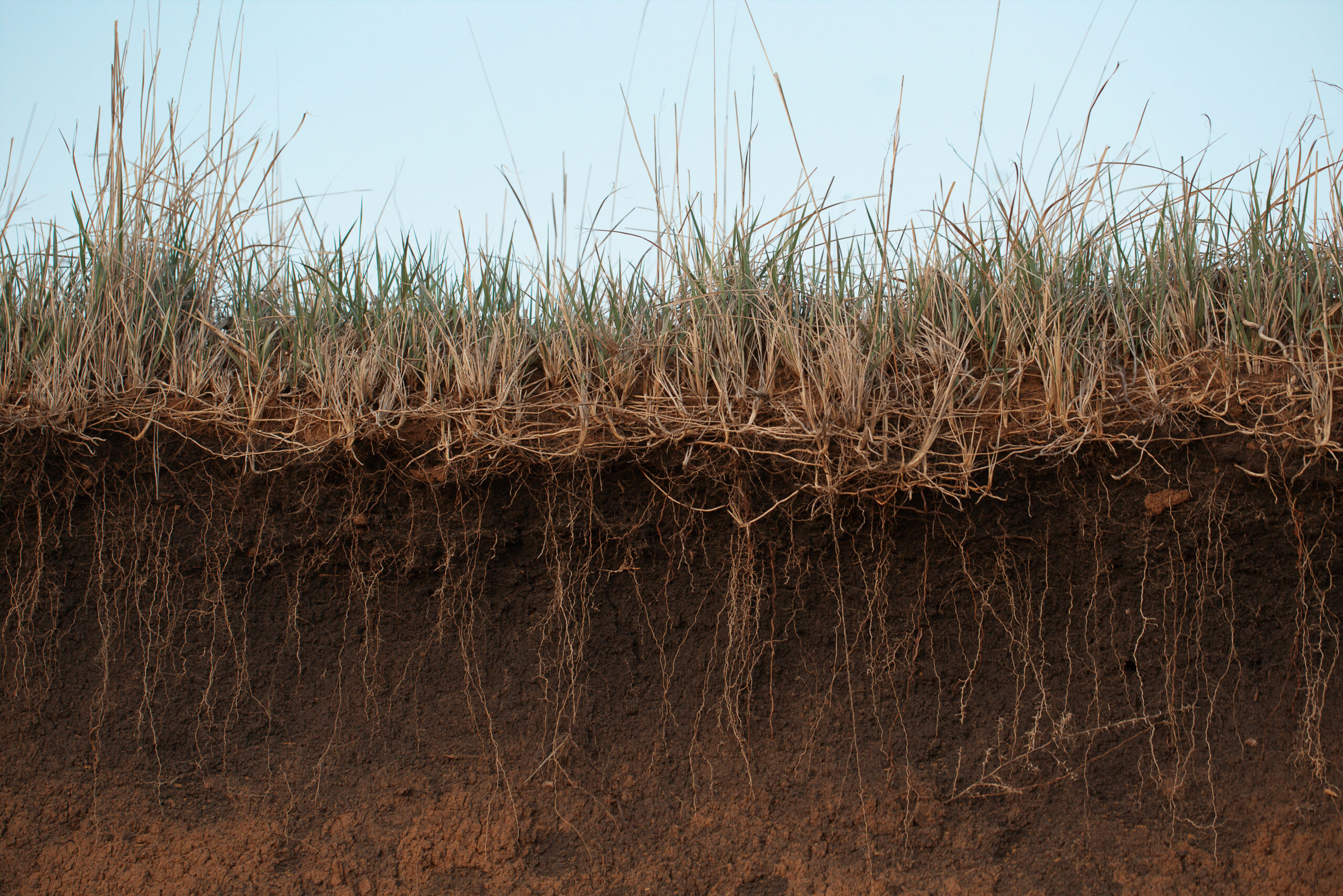 Grass earth and roots. Green grass with earth crosscut. Cross section of the earth with roots and layers of dirt on a summer day. Cross-section of the ground.