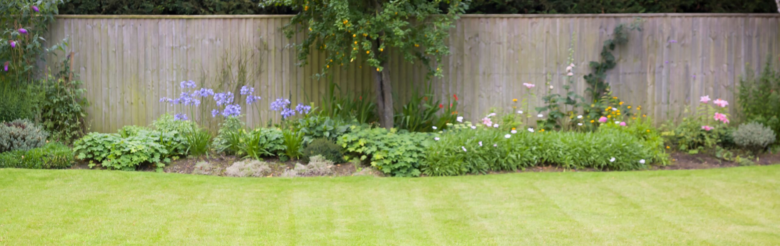 Detail of a green grass lawn in a UK back garden with flower borders. Focus on the lawn.