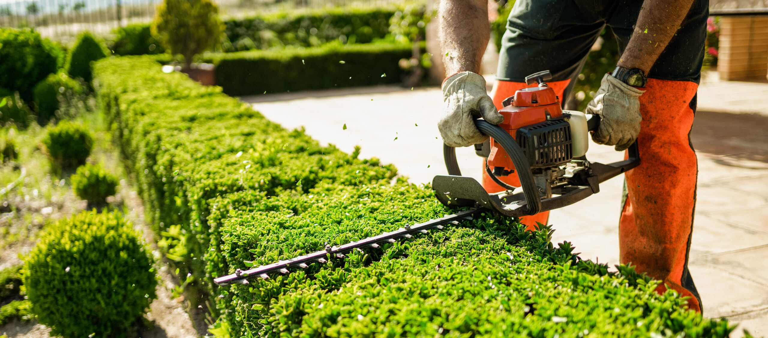 Home and garden concept. Hedge trimmer in action. Shrub trimming work.