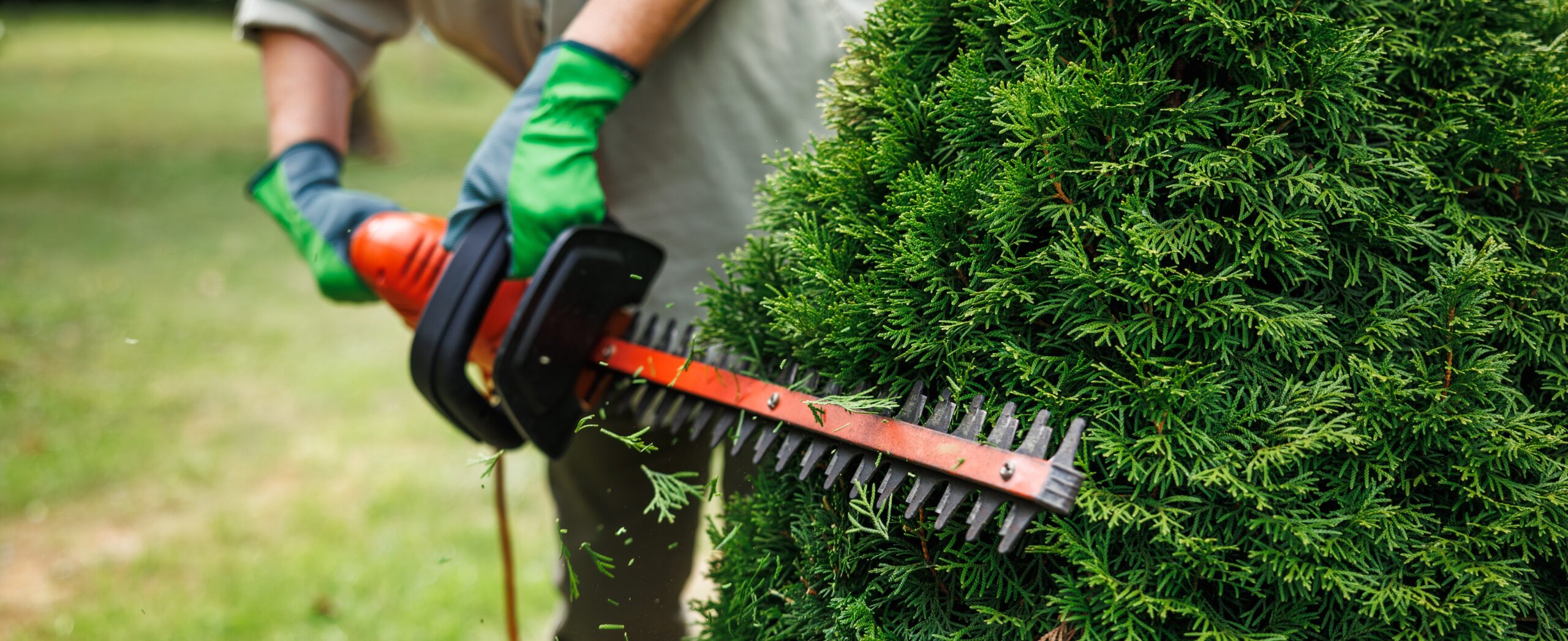 Regular trimming of bushes at backyard. Woman gardener is using electric hedge trimmer to trim thuja shrub in garden