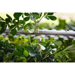 STIHL HSA 40 20" Hedge Trimmer (Tool Only) - Image 6